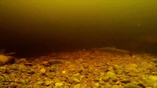 Un nuevo video alimenta la leyenda del monstruo del Lago Ness