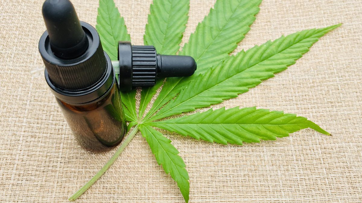 El cannabis se perfila como un nuevo sector productivo para impulsar la industria nacional.