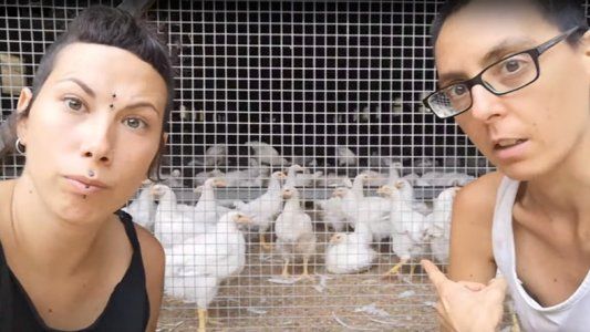 Veganos separaron gallos de gallinas para evitar abusos