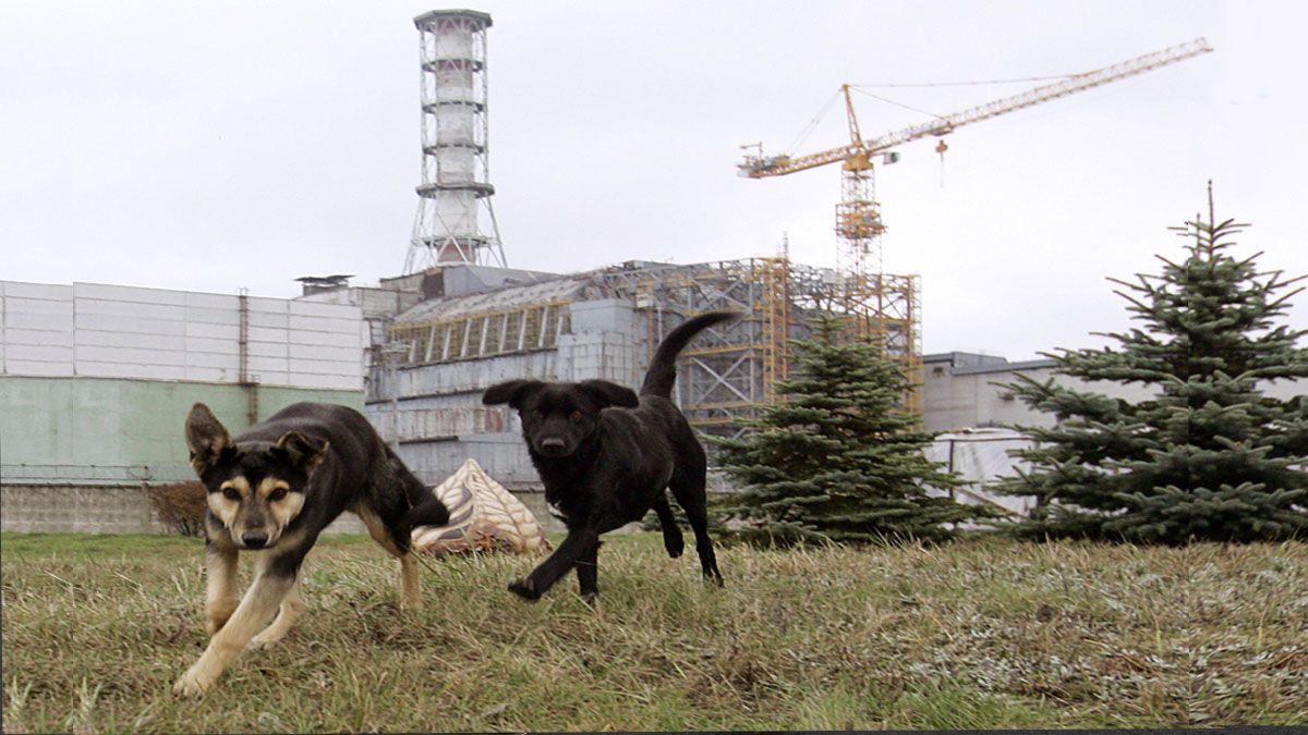 Perros se adaptaron a vivir de manera silvestre en torno a la central de Chernobyl