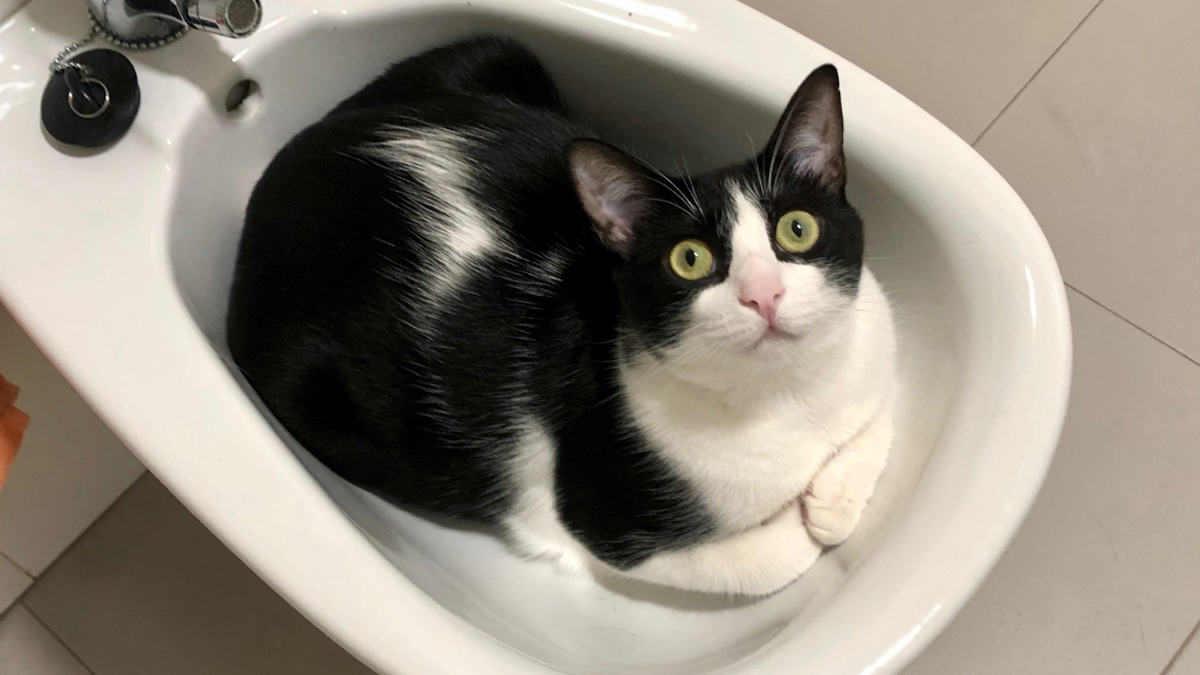 Afortunadamente todo terminó bien y el felino pudo ser rescatado. Según explicó su propia dueña