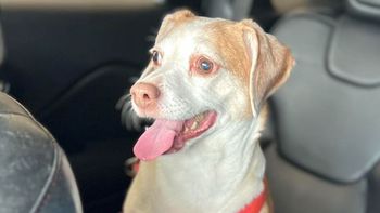 Abandonó a su perra de 14 años en el aeropuerto porque no podía llevarla en el avión