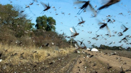 Preocupa la llegada de langostas a Santa Fe: Una manga puede comer lo mismo que 35 mil personas en un día
