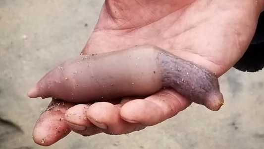 ¿Qué son los peces pene que aparecieron en Chubut tras la ciclogénesis y para qué sirven?