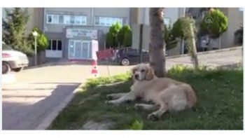 Perro espera frente al hospital por su dueño que está internado por coronavirus