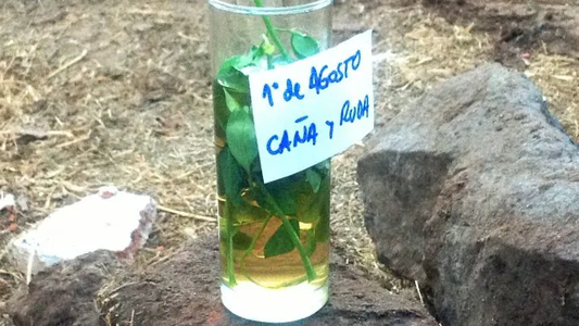 Por qué se toma caña con ruda el 1° de agosto y cómo es la receta