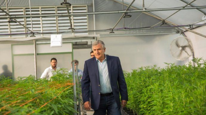Morales afirmó que este año fabricarán en Jujuy el primer aceite de cannabis medicinal del país