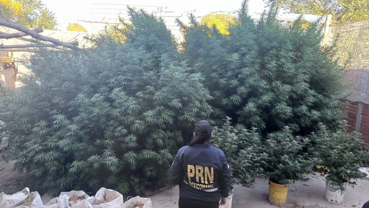 Crimen bajo el árbol: descubrió a su pareja con su amigo y lo mató