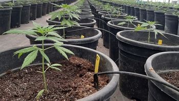 Cannabis: primeras señales para la industria en la presidencia de Javier Milei