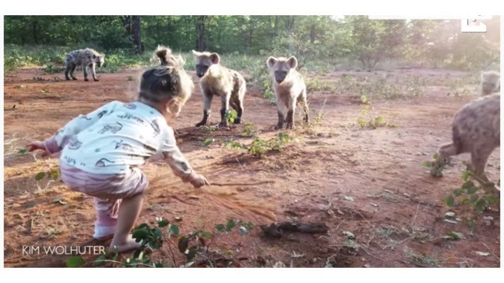 Video escalofriante: nena de dos años juega con una manada de hienas