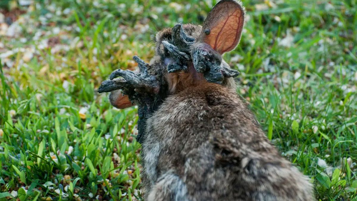 El conejo "mutante" tiene unas protuberancias como espigas o tent&aacute;culos por una enfermedad cancer&iacute;genas (Foto: Gentileza NYPost)