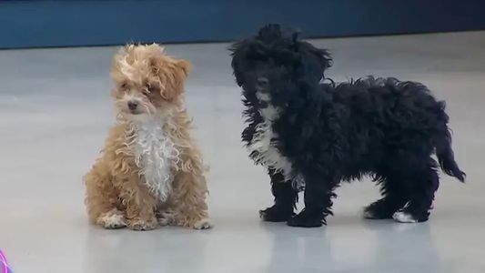 El video del emotivo reencuentro entre Caramelo y Mora, las mascotas de Gran Hermano 2022