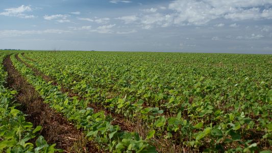 Los márgenes de la soja siguen cayendo en campos alquilados