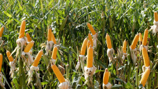 Colomar, de Nidera: La gran ventaja que tiene el maíz es que te permite tener cintura