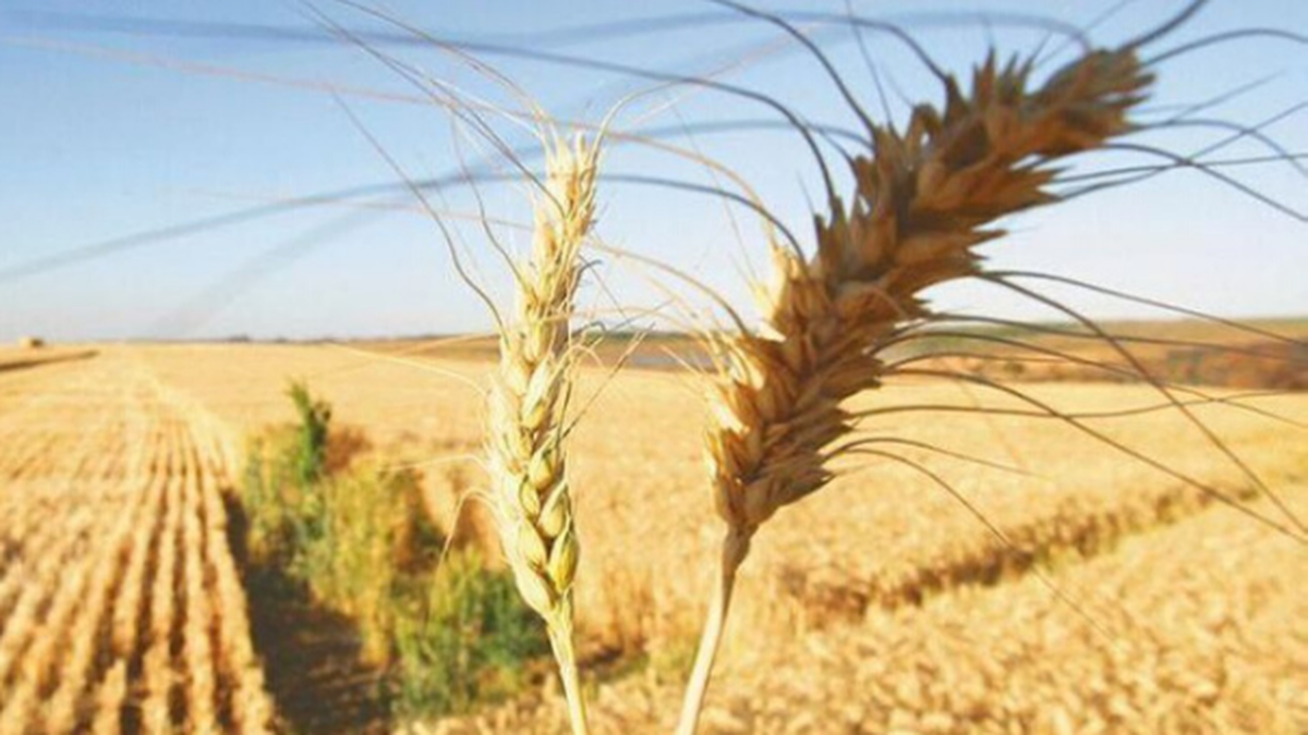 Por clima seco, caen las proyecciones de siembra de trigo