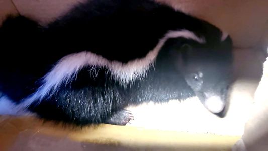 En un insólito operativo, rescataron a un zorrino perdido en Recoleta: ¿cómo se encuentra el animal?