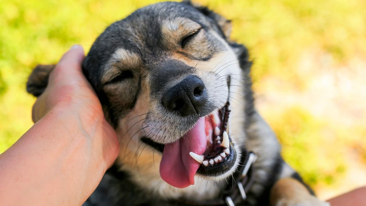 Lanzaron la primera plataforma de adopción de perros de la Argentina (Foto: archivo).