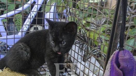 Pensó que era un gatito abandonado pero se llevó una sorpresa