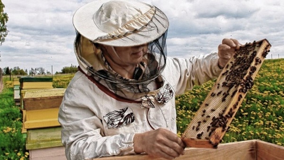 Un hombre murió tras ser atacado por un enjambre de abejas en Misiones. (Télam)