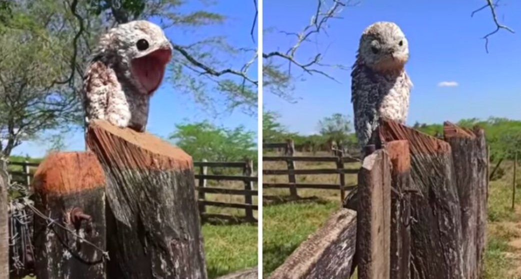¡¿Y ese aullido?!: la monstruosa ave nocturna con la que se topó una mujer en pleno campo