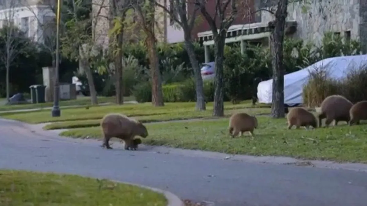 Carpinchos en el country.&nbsp;