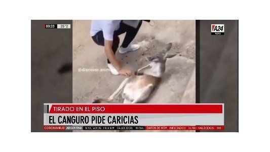 Virales: un canguro mimoso, un bebé relajado y un sapo en el spa