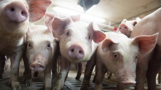 China descarta que el virus porcino G4 pueda convertirse en una nueva pandemia