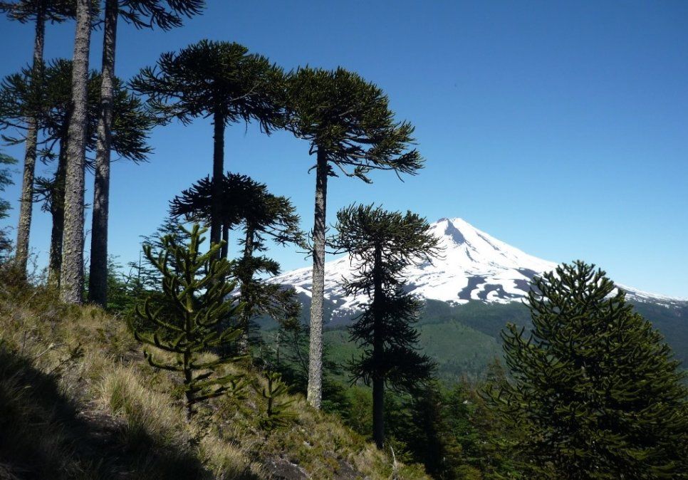 Plantas en peligro de extinción: más de 10 especies