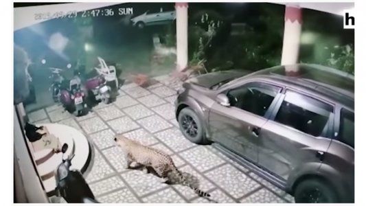 Video: feroz ataque de un leopardo a un perro que dormía en su casa