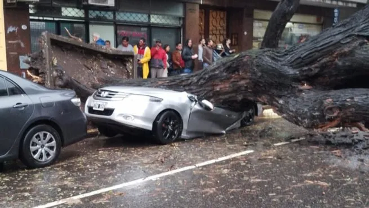 Así quedó el auto atrapado por el árbol en Caballito. (Foto: Ámbito)