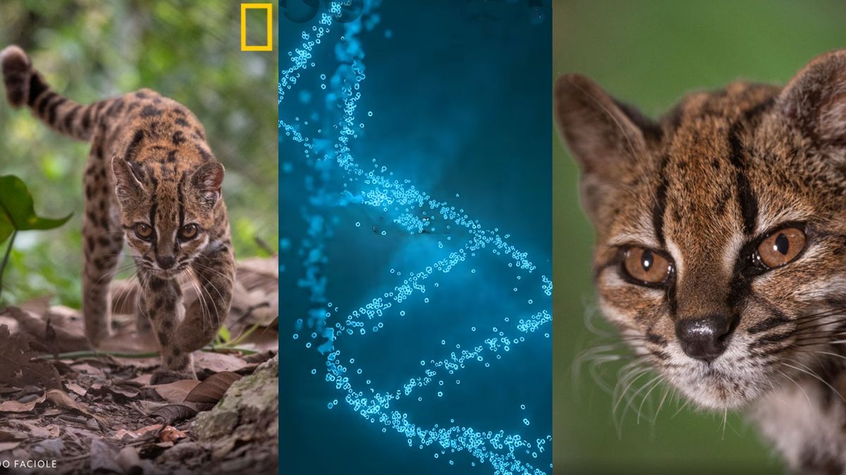 Los an&aacute;lisis de ADN despejaron todas las dudas. El tilcayo no es un gato ni un leopardo enano. Es una nueva especie del reino animal. (Foto: A24.com)
