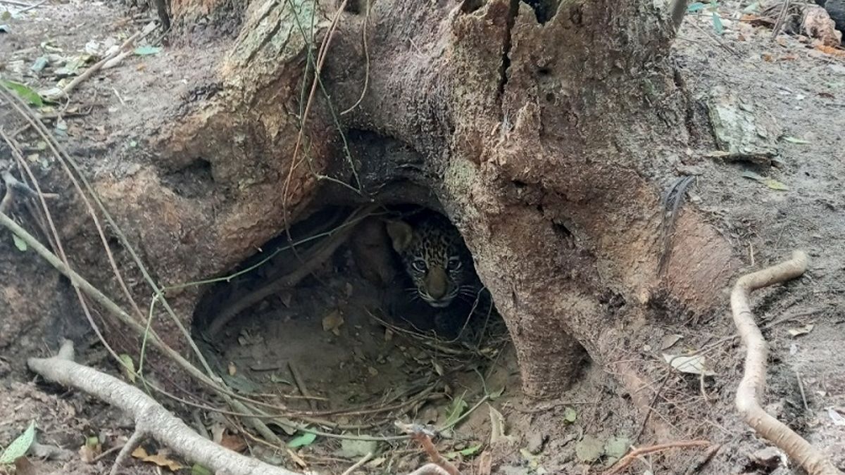 Tras 70 años de extinción en Corrientes