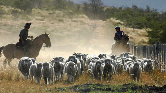 Proponen que se prorrogue por 20 años la Ley Ovina