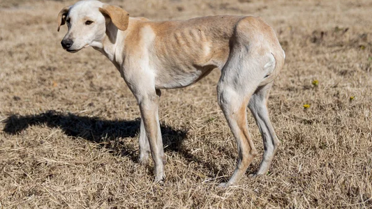 Dejó morir de hambre y sed a 32 perros: buscan que vaya a la cárcel