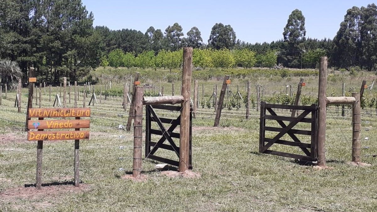 El INTA Concordia trabaja en la investigación en materia de vinos. Entre Ríos impulsa su vieja tradición.&nbsp;