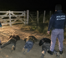 Fusiles, cuchillos y siete detenidos en dos procedimientos: qué pasó en General Acha