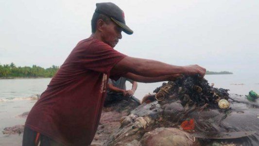 Encontraron 6 kilos de plásticos en el estómago de una ballena