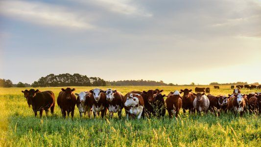 Cómo será el fideicomiso para cooperativas, la vía con la que el Gobierno busca acercarse a un sector del campo