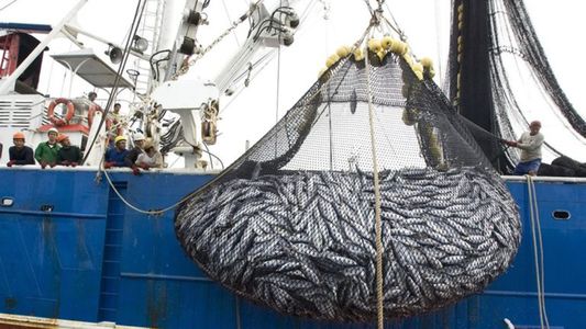 Revelan cómo la pesca desregulada en el océano Atlántico impide que los ecosistemas se recuperen