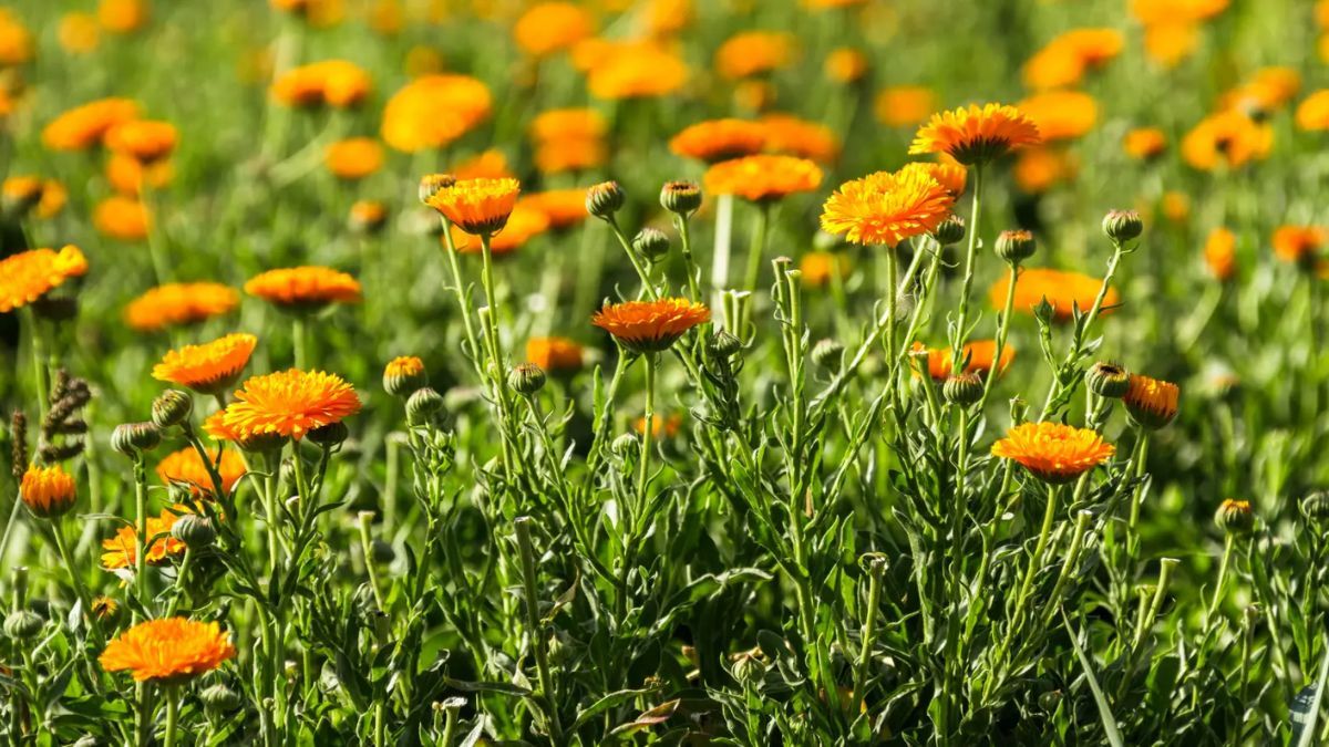 La poderosa flor que cura cicatrices y combate infecciones.