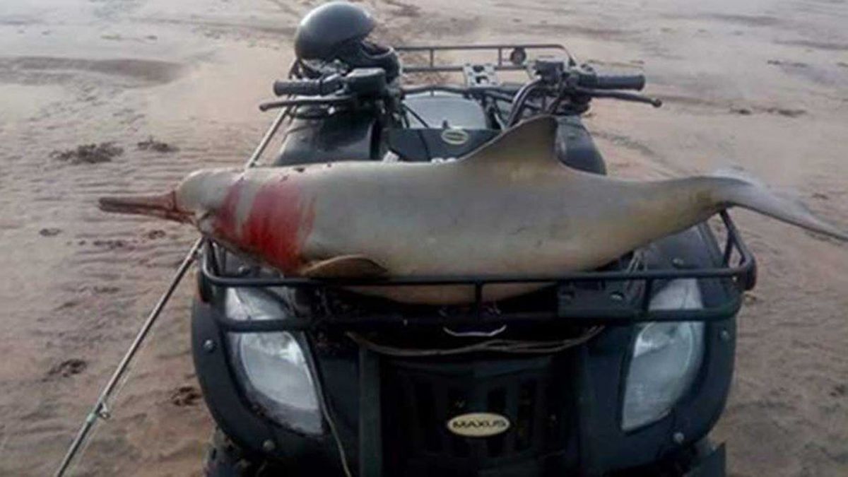 El Gobierno denunció al turista que capturó un delfín en peligro de extinción en Mar del Tuyú
