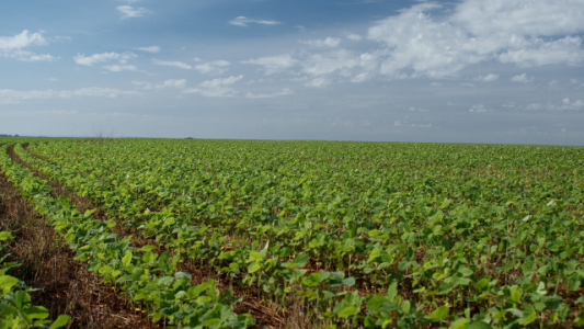 El productor pierde hasta $ 650.000 por cada camión de soja, por las retenciones y la brecha cambiaria