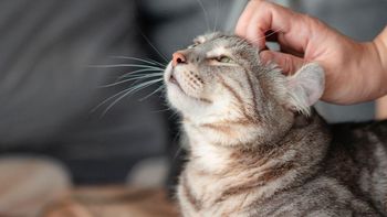 La enigmática marca en la frente de los gatos: cuál es su significado oculto
