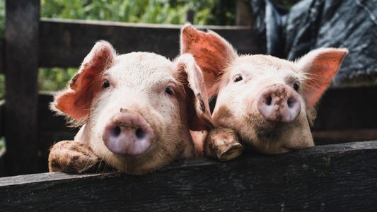 Alerta epidemiológica por un brote de triquinosis en la provincia de Buenos Aires