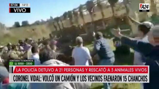 Coronel Vidal: volcó un camión y vecinos faenaron 15 chanchos