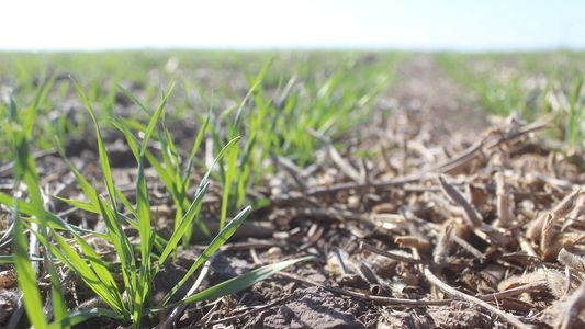Por la sequía ya se perdió el 10% del área sembrada con trigo en zona núcleo