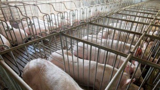 Granjas de cerdos para alimentar a China invaden a la península mexicana de Yucatán