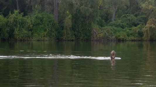 Hallazgo en el Chaco: encuentran un ejemplar de nutria gigante, una especie que se creía extinta en Argentina