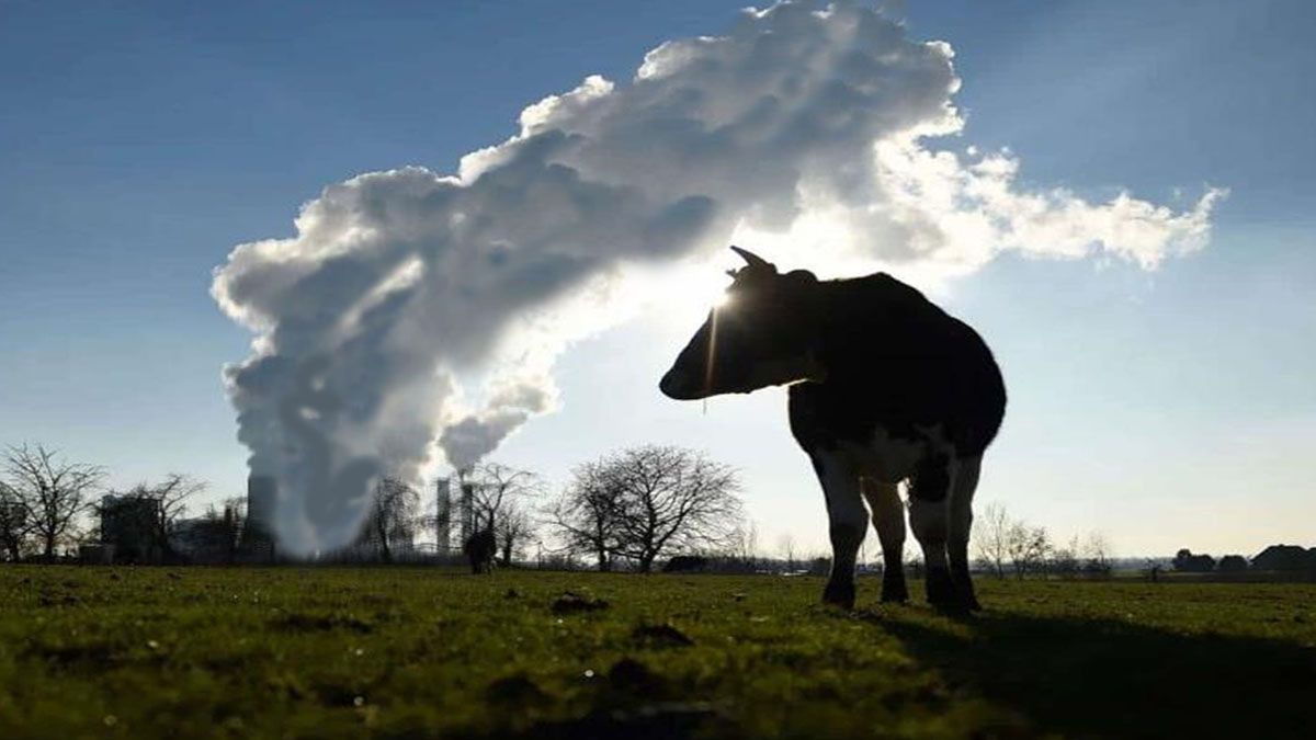 Una explosión en una granja lechera provocó la muerte de 18.000 vacas (Foto: A24.com)