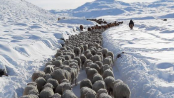 Ruralistas y gobiernos patagónicos prevén importante mortandad de animales por las nevadas